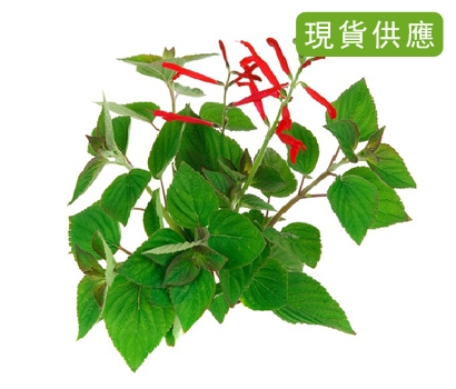 有機新鮮鳳梨鼠尾草 10 公克