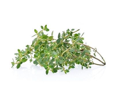 有機新鮮檸檬百里香 (10公克)