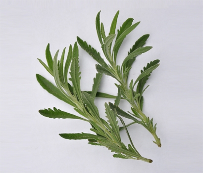 有機新鮮甜薰衣草 100公克